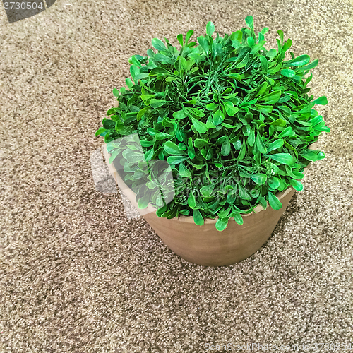 Image of Green plant on carpet background