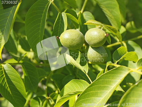 Image of Fruits of walnut on a branch