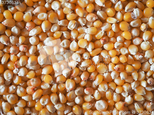 Image of Pop corn maize