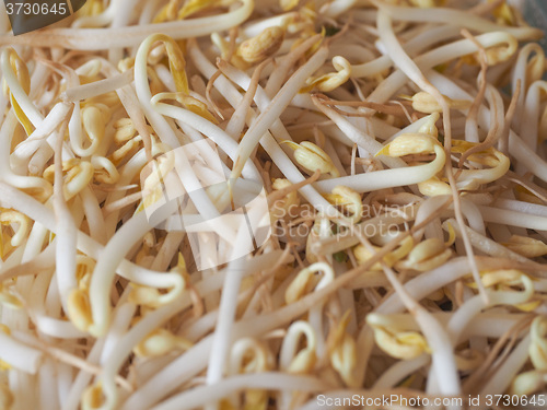 Image of Mung bean sprouts vegetables