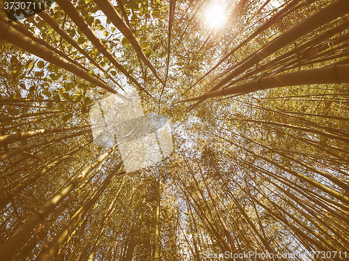 Image of Retro looking Bamboo tree