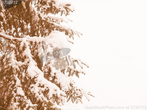 Image of Retro looking Pine tree