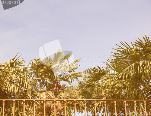 Image of Retro looking Palm tree