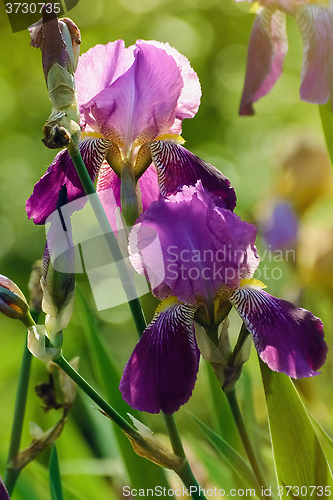 Image of Blue Irises