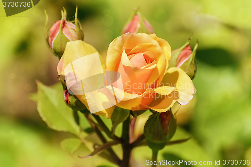 Image of Rose