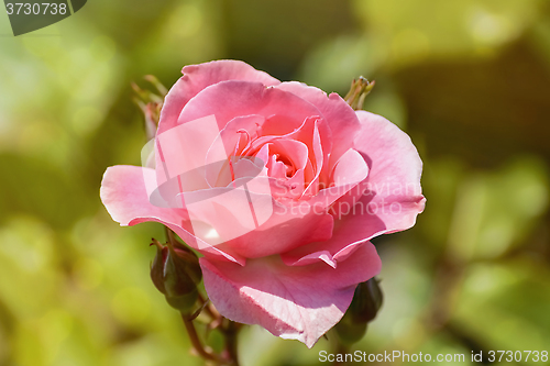 Image of Pink Rose