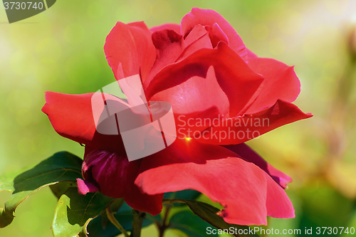 Image of Rose