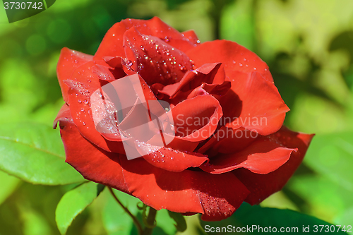 Image of Rose