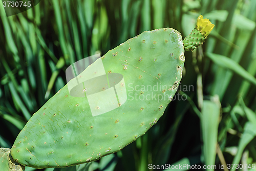 Image of Opuntia