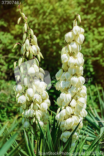 Image of Yucca