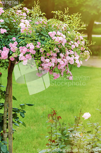 Image of Rosebush