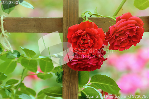 Image of Red Roses