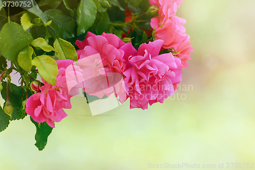 Image of Rosebush