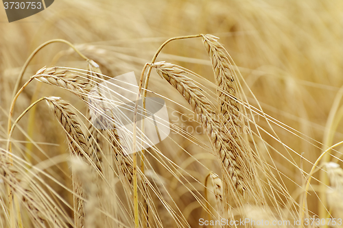 Image of Rye Field