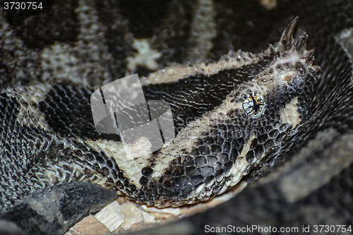 Image of Rhinoceros Viper