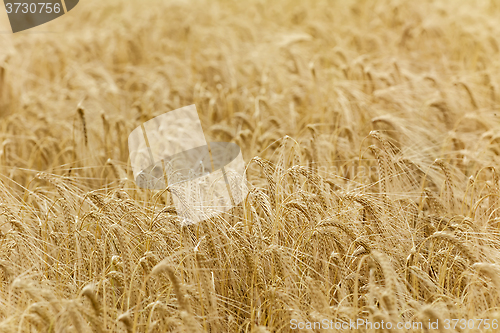 Image of Rye Field