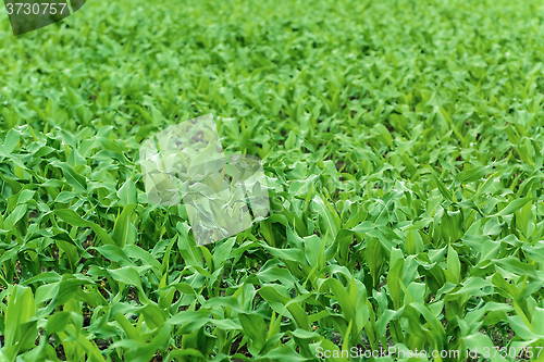 Image of Cornfield