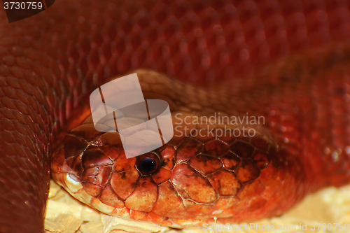 Image of Red Spitting Cobra