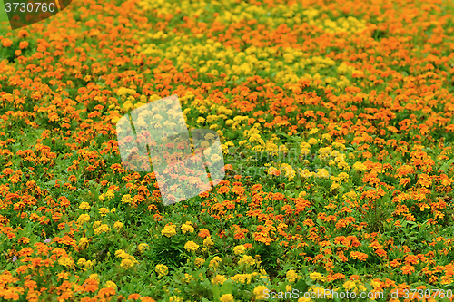 Image of Marigold