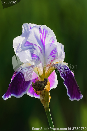 Image of Iris