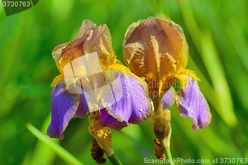 Image of Brown Irises