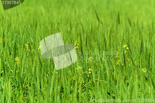 Image of Wheat