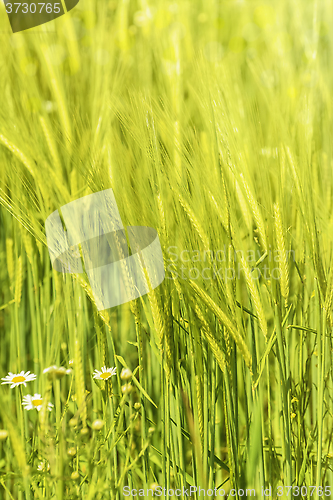 Image of Wheat
