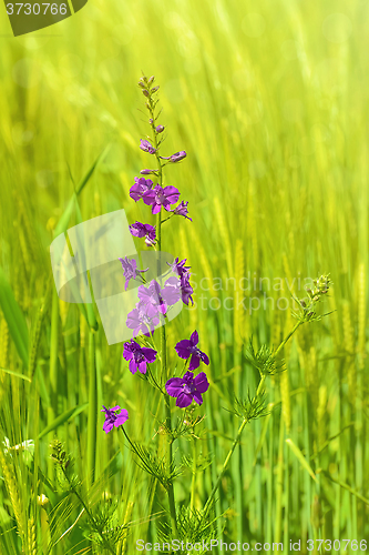 Image of Larkspur Flower