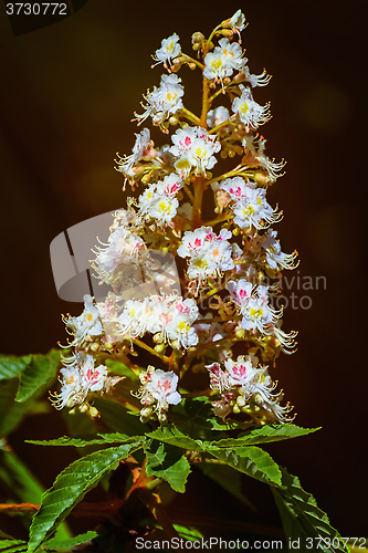 Image of Chestnut Flowers