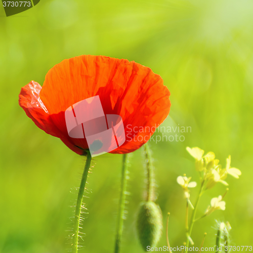 Image of Poppy