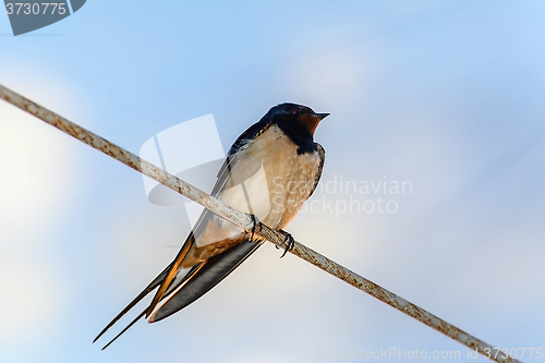 Image of Swallow