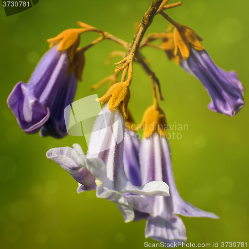 Image of Paulownia Flowers