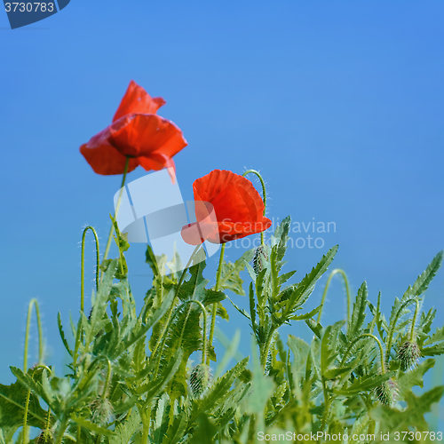 Image of Poppies