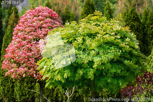 Image of Trees