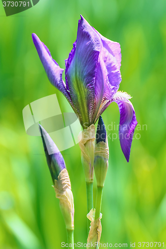 Image of Blue Irises 