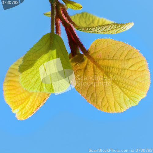 Image of Kiwi Leaves