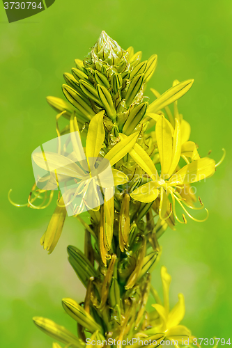 Image of Yellow Flowers