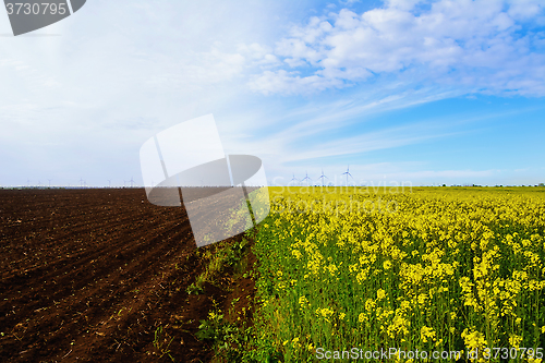 Image of Fields