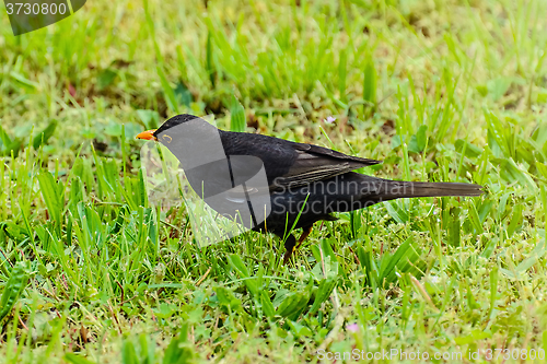 Image of Common Blackbird