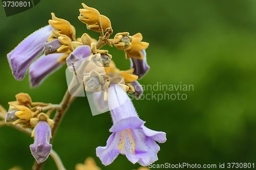 Image of Paulownia