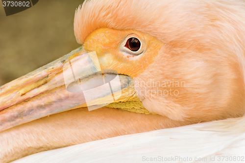 Image of Pelican