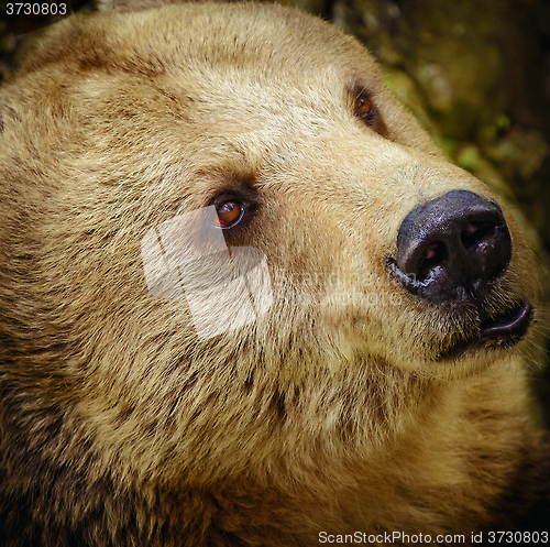 Image of Portrait Of The Bear