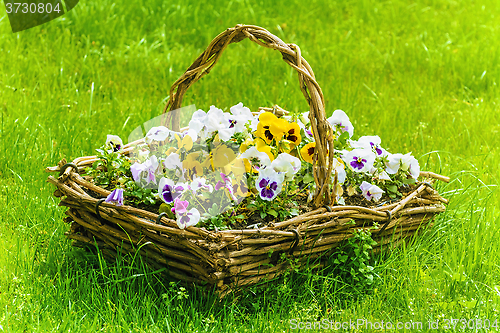 Image of Pansy