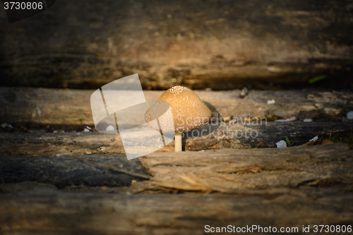 Image of Mushroom