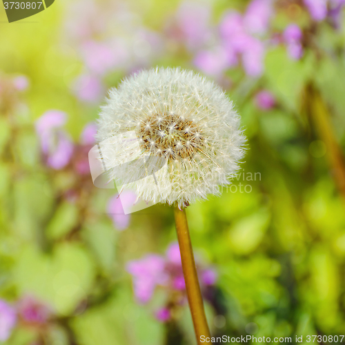 Image of Dandelion