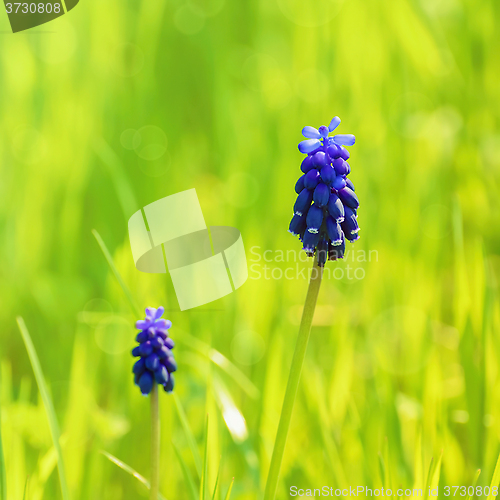 Image of Muscari