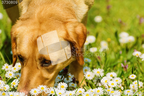 Image of Dog Smelling Flowers