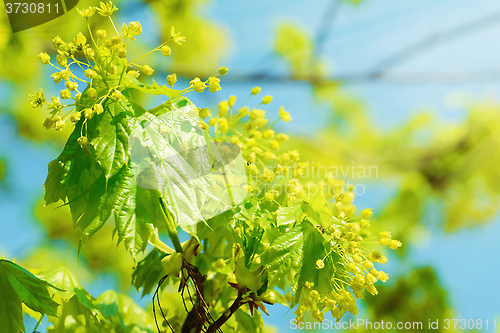Image of Leaves Of Maple