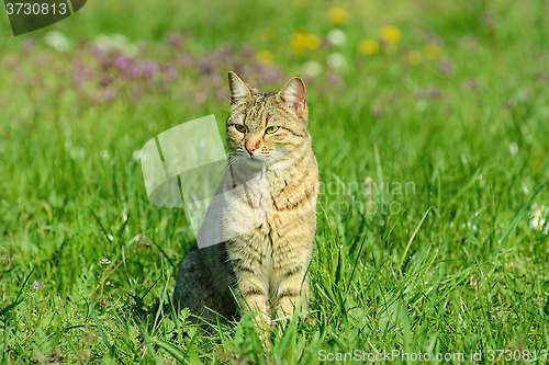 Image of Cat In The Grass