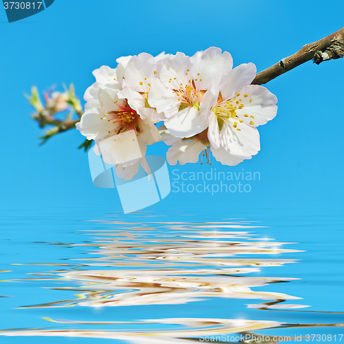 Image of Blooming Cherry Plum